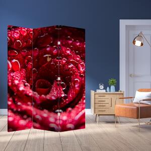 Paraván - Vörös rózsa virágzata (126x170 cm)