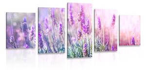 5 részes kép varázslatos levandula virágok
