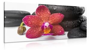 Kép Zen kövek és orchidea fehér háttérrel