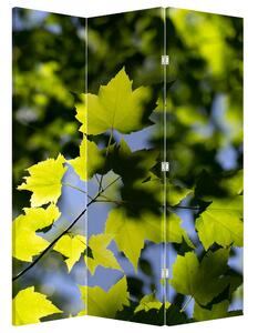 Paraván - Juhar levelek (126x170 cm)