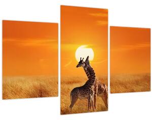 Kép - Zsiráfok a Serengeti Nemzeti Parkban (90x60 cm)