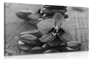 Kép orchidea és zen kövekl fekete fehérben
