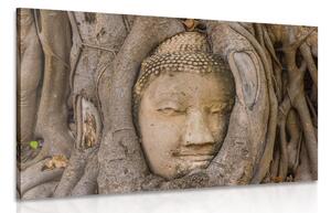 Kép Buddha szent fügefája