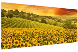 Kép - Napraforgó mező (120x50 cm)