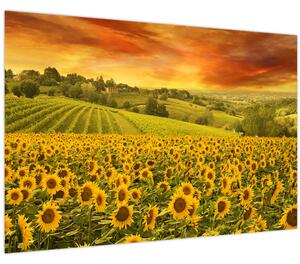 Kép - Napraforgó mező (90x60 cm)