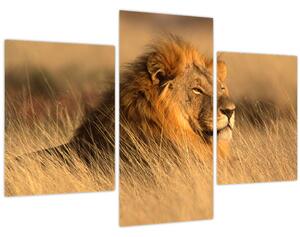 Kép - Etosha Nemzeti Park (90x60 cm)
