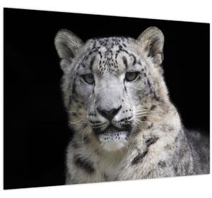 Kép - Snow Leopard (70x50 cm)