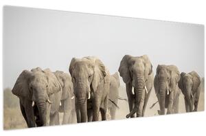 Kép - Elefántcsorda (120x50 cm)