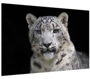 Kép - Snow Leopard (90x60 cm)