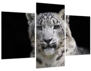 Kép - Snow Leopard (90x60 cm)