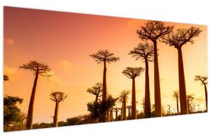 Kép - Naplemente a Baobab Alley-ben (120x50 cm)