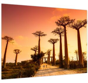 Kép - Naplemente a Baobab Alley-ben (70x50 cm)