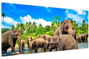 Kép - Elefántok, Sri Lanka (120x50 cm)