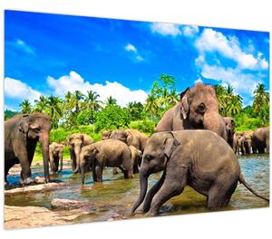 Kép - Elefántok, Sri Lanka (90x60 cm)