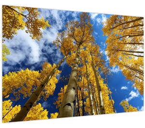 Kép - Aspen (90x60 cm)