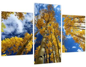 Kép - Aspen (90x60 cm)