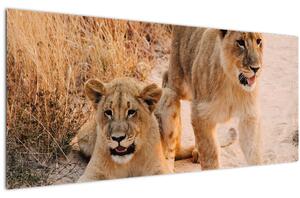 Kép - Kölyök oroszlánok (120x50 cm)