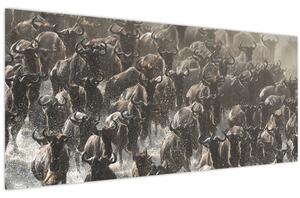 Kép - Gnúcsorda (120x50 cm)