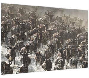 Kép - Gnúcsorda (90x60 cm)