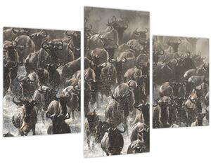 Kép - Gnúcsorda (90x60 cm)