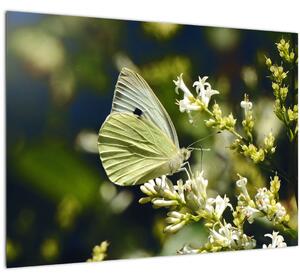 Pillangó képe (70x50 cm)