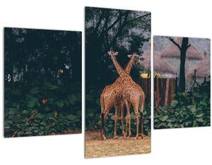 Két zsiráf képe (90x60 cm)