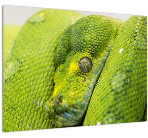 Kígyó képe (70x50 cm)