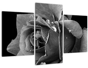 Rózsa képe - fekete fehér (90x60 cm)