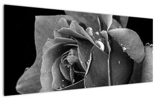 Rózsa képe - fekete fehér (120x50 cm)