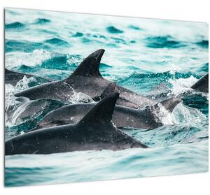 Kép - Delfinek az óceánban (70x50 cm)