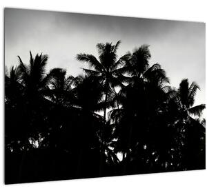 A fekete-fehér pálmafák képe (üvegen) (70x50 cm)