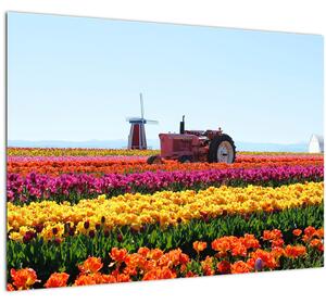 Tulipánfarm képe (70x50 cm)