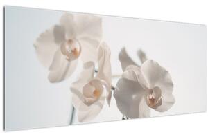 Fehér orchidea képe (120x50 cm)