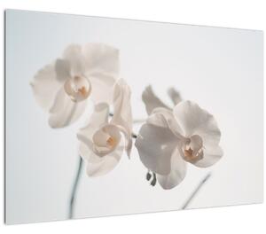 Fehér orchidea képe (90x60 cm)