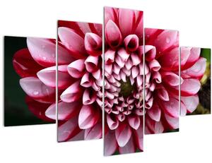 Rózsaszín dália képe (150x105 cm)