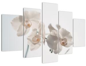 Fehér orchidea képe (150x105 cm)