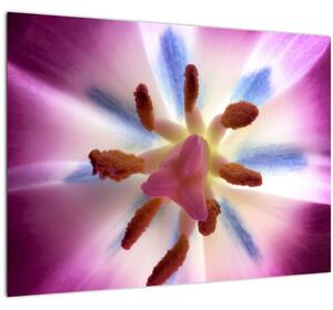 Kép - Tulipán virág részletesen (üvegen) (70x50 cm)