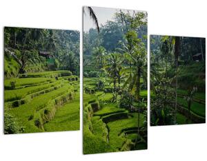 Kép a rizs teraszokról, Tegalalang, Bal (90x60 cm)