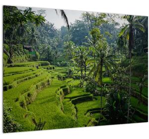 Kép a rizs teraszokról, Tegalalang, Bal (70x50 cm)