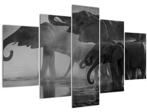 Elefánt képe - fekete fehér (150x105 cm)