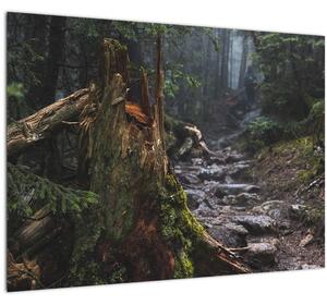 Kép - Az erdőben (70x50 cm)