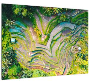A rizsföldek képe madártávlatból (70x50 cm)