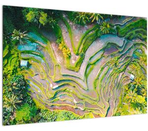 A rizsföldek képe madártávlatból (90x60 cm)
