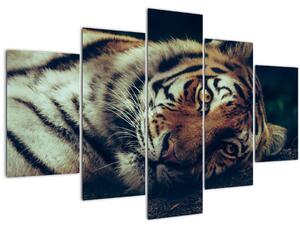 Kép - Szibériai tigris (150x105 cm)