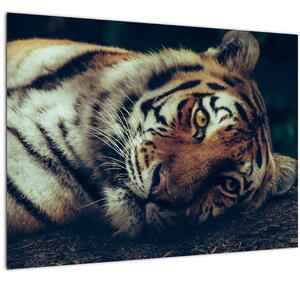 Kép - Szibériai tigris (70x50 cm)