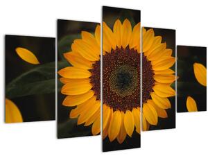Kép - Napraforgók és a virágszirmok (150x105 cm)