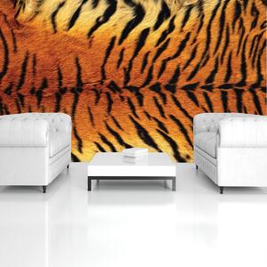 Fotótapéta - Tigris minta (152,5x104 cm)
