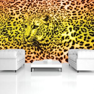 Fotótapéta - Gepárd leopárd (152,5x104 cm)