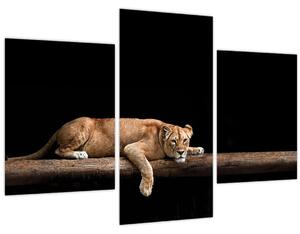 Kép - Lioness (90x60 cm)