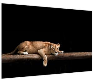 Kép - Lioness (90x60 cm)